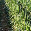 경화농장 이미지