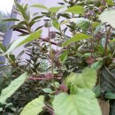 청룡초등학교 이미지