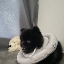 김수의과동물병원 이미지