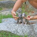 퍼피 켄넬 이미지