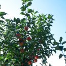 평광왕건사과마을 이미지