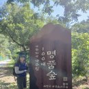 울진 금강소나무길ㆍ장사해수욕장 이미지