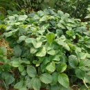 그린농장(GREEN) 이미지