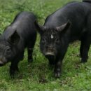 제주흑돼지 이미지