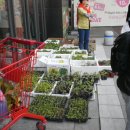 제2회 부천지역 꽃모종 및 씨앗 나눔 행사 진행 보고 이미지