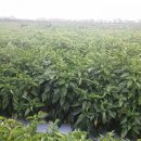 월남농장 이미지