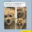 이오동물병원 | 안양 동물병원 추천 스케일링 치주염 발치 후기 24시이오동물병원