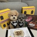 댕냥이키친 이미지