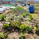 아내의 텃밭 이미지