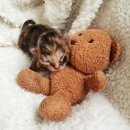 안녕,고양이 이미지