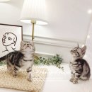 진주강아지분양 고양이분양 미유펫 이미지