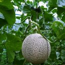 동혁농장 이미지