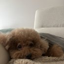 망미동물병원 | 센텀애견미용 광안리애견미용 푸들미용 추천 &#39;쁘띠몽펫샵&#39;