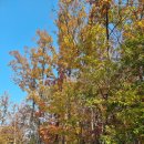 베로니카네집 이미지