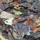 오대산산채전문점 이미지