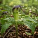 중부유통(주) | 반하 재배 완벽 가이드｜고품질 약용작물 생산부터 병해충 관리·스마트농업까지