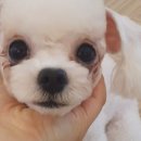 퍼피루시드 이미지