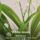 에이치알 소프트(HR Soft) | 향기좋은 바디워시 추천 ㅣ 씨널스 화이트머스크 바디워시 후기
