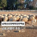 평화목장 | 남해양떼목장 남해가볼만한곳 추천! 남해상상양떼목장편백숲 힐링 체험 후기