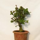 그린피아 이미지