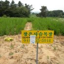 요셉천년초