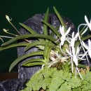 학-비상 이미지