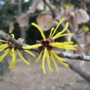 위치헤이즐 [버지니아풍년화, Common witch-hazel (Hamamelis virginiana)] 이미지