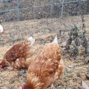 봄빛농장 이미지