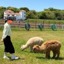 소양팜 | 5월 제주 동쪽 가볼만한 곳 제주 가족여행 알파카와 흑비양도 볼 수 있는 에코랜드 테마파크