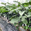 해돈농장 이미지