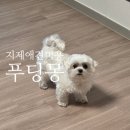 모산초등학교 | 지제 애견미용 :: <푸딩몽> 꼬미 위생미용 후기 내돈내산