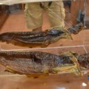 왕메기매운탕식당 이미지