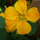 허브꽃농원 이미지