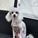 멍멍닷컴 이미지