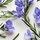 로즈마리 이미지