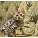 (주) 펫플라자 이미지