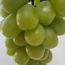 [온라인 구매]믿고 먹는 조은팜영농조합 샤인머스켓 가정용 1kg 리뷰