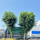 J0004 | [라디오에서 항상 광고하는 그 약국]-#종로_보령약국