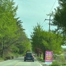 경남자동차판매(주)진주서비 | 합천 황매산 철쭉축제 후기 셔틀버스 주차장 철쭉개화현황