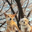 에스탑크라운