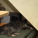 미겔리또 이미지