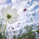 예쁜 손글씨(캘리그라피) 이미지