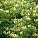 코끼리바위앞민박 이미지