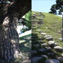 서창 소나무 이미지