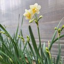 선화농장 Daum카페