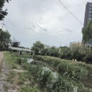 세류동 수원천 옆 길 이미지