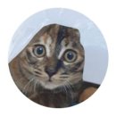 캣플헤븐 AK플라자금정점 이미지