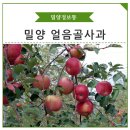 용도령영농조합 (빨간날 체험장터) | 밀양축제, 20회 밀양얼음골사과축제 후기 및 얼음골사과 구매