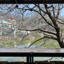 하모니 | 원주 인스타 핫플 벚꽃 카페 '하모니' 솔직한 후기