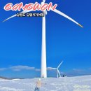 창대목장 | 강원도 당일치기 여행 뚜벅이 성공! (나폴리피자 + 실버벨교회 + 삼양라운드힐 + 창대식당)